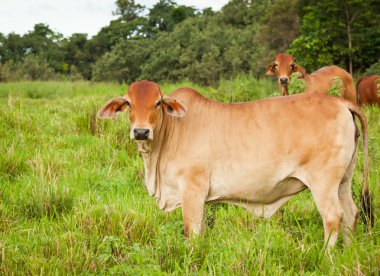 Brahman cattle clipart