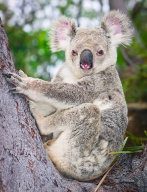 bir ağacın altında oturup vahşi bir koala portresi