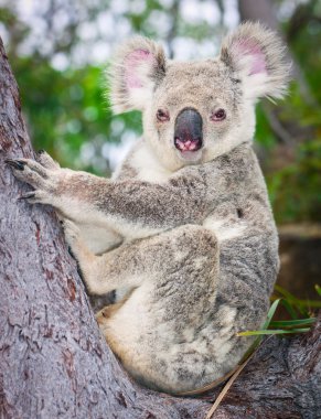 Portrait of a wild Koala sitting in a tree clipart