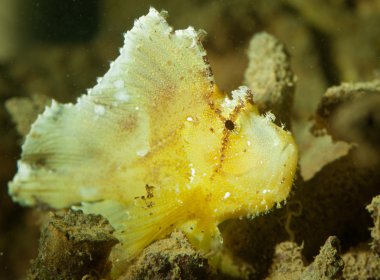Leaf Scorpionfish (Taenianotus triacanthus) clipart