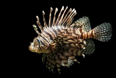 Isolated shot of a Lion fish clipart