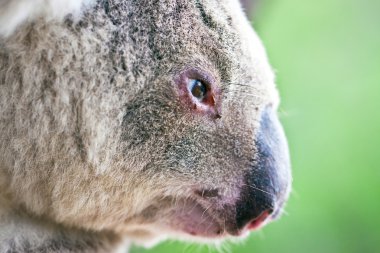 Close-up profile portrait of a wild koala clipart