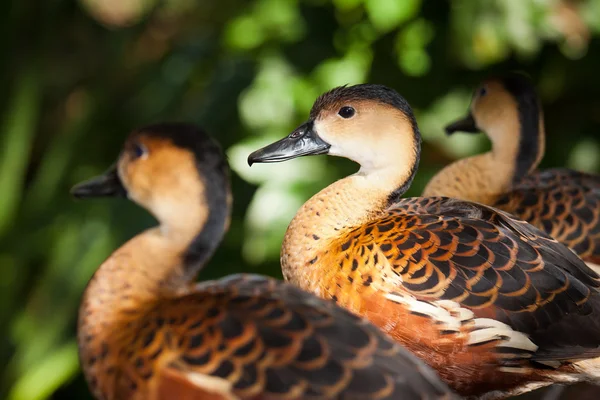 stock image Ducks on the shore of the reservoir at the zoo.