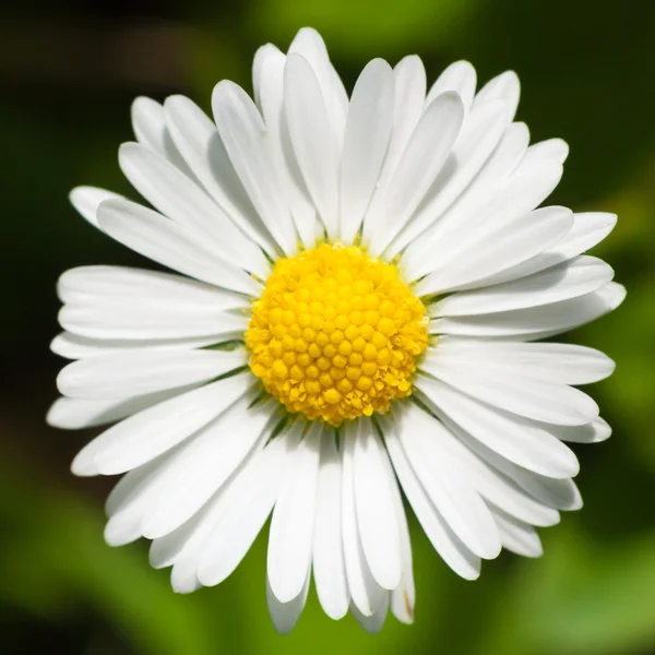 Mexican daisy (Erigeron karvinskianus) — Stock Photo, Image