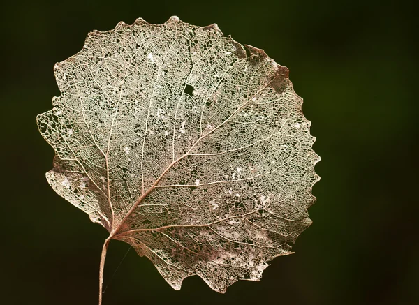 Beautiful dried leaf — Stock Photo, Image