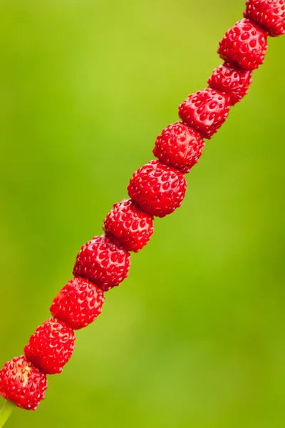 Νόστιμα άγριες φράουλες ένα Καλαμάκι χόρτο — Φωτογραφία Αρχείου