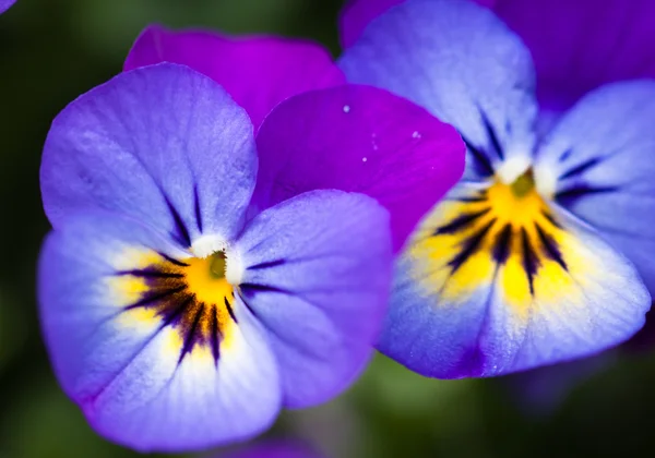 Two beautiful pansy flowers — Zdjęcie stockowe