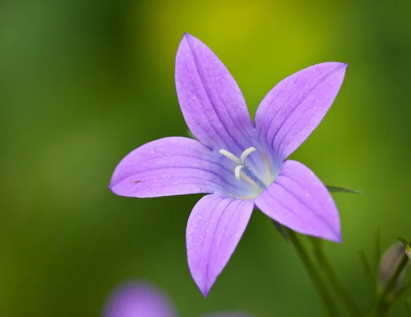 Piękne cranesbill drewno fioletowy kwiat — Zdjęcie stockowe