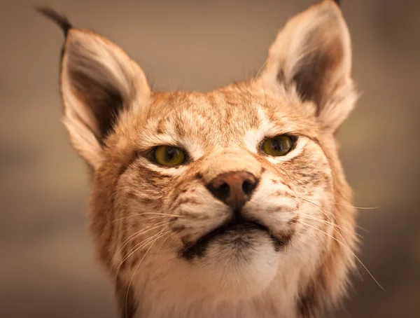 Close-up portrait of Lynx — Stock Photo, Image