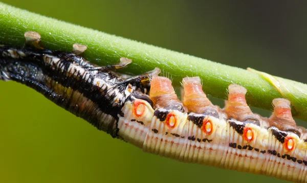 Ömsat hökar moth larv — Stockfoto