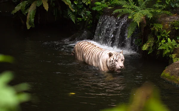 stock image White or bengal tiger in water