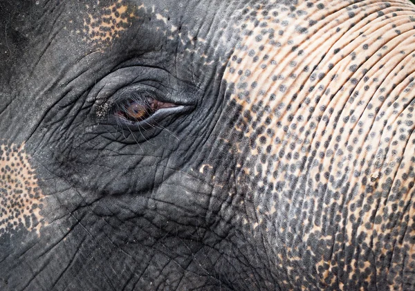 stock image Elephant close-up portrait