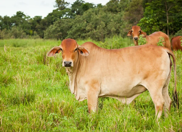 婆罗门牛 — 图库照片