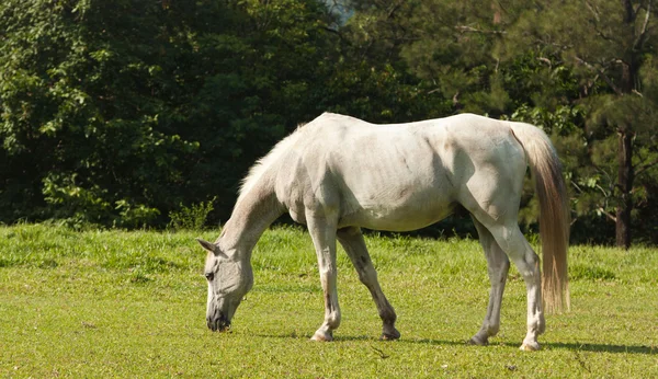 Beyaz at besleme — Stok fotoğraf