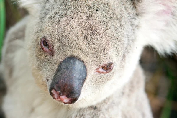 Retratos de close-up de um coala — Fotografia de Stock