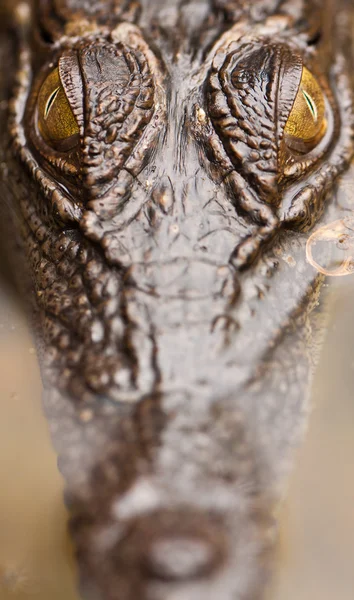 Krokodýl ve vodě — Stock fotografie