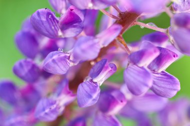 lupin closeup