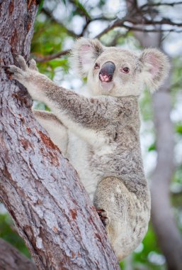 Wild koala climbing a tree clipart
