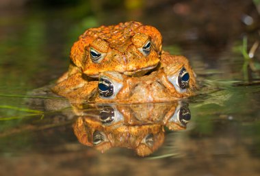 İki kurbağa (Bufo marinus) çiftleşme kamışı