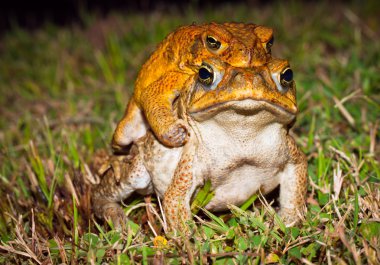 Two cane toads (Bufo marinus) mating clipart