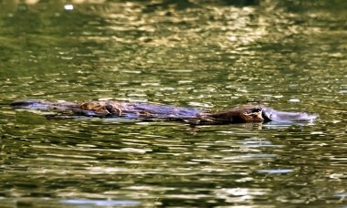 Platypus (Ornithorhynchus anatinus) on surface of creek clipart