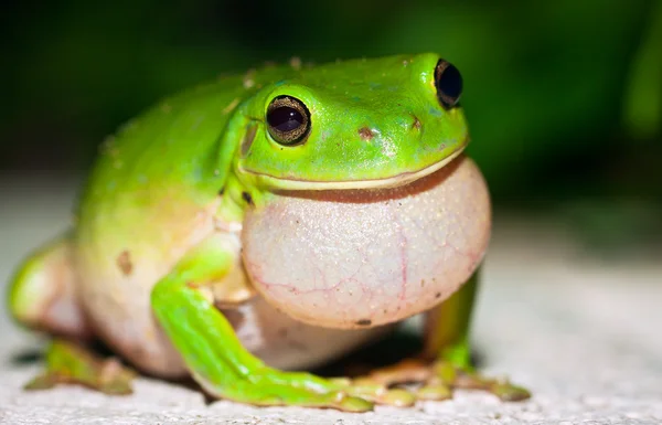Erkek yeşil ağaç kadın için arama kurbağası (Magno16 caerulea) — Stok fotoğraf