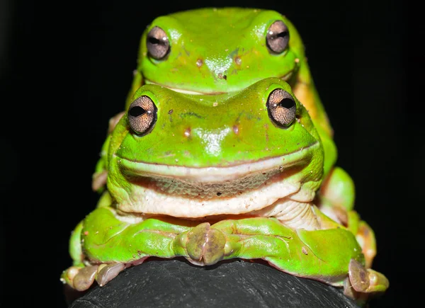 Zielone żaby drzewa krycia — Zdjęcie stockowe