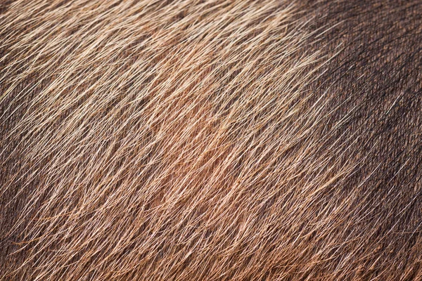 Крупный план кожи свиньи и волос — стоковое фото