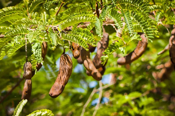 Дерево Тамаринда з насінням багато насіннєвих стручків — стокове фото