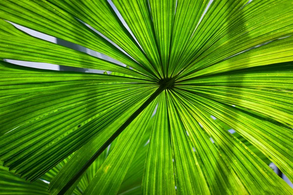 Bella foglia di palma verde ventaglio lussureggiante — Foto Stock