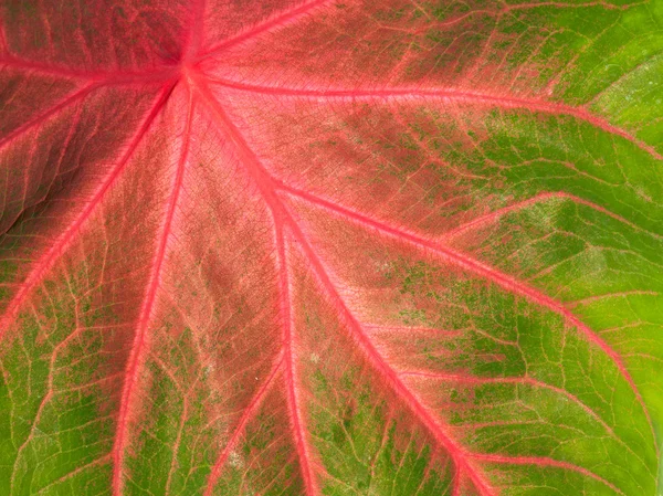 Цветной зеленый и розовый лист — стоковое фото