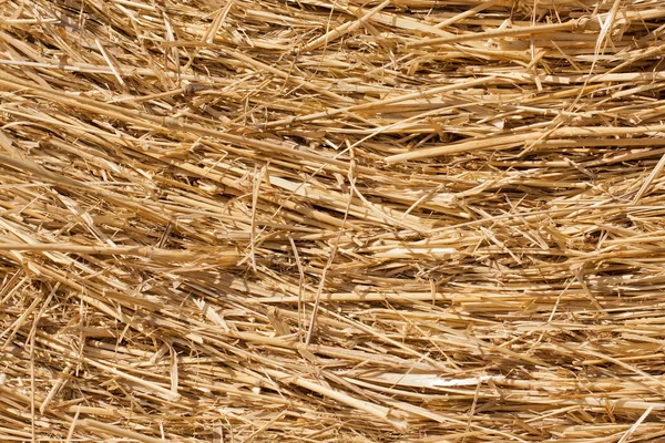 Primer plano del heno seco — Foto de Stock