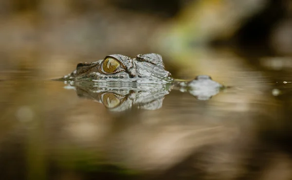 Close-up tiro de crocodilo de água salgada — Fotografia de Stock