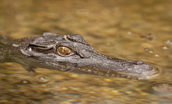 Close-up shot slané vody krokodýl — Stock fotografie