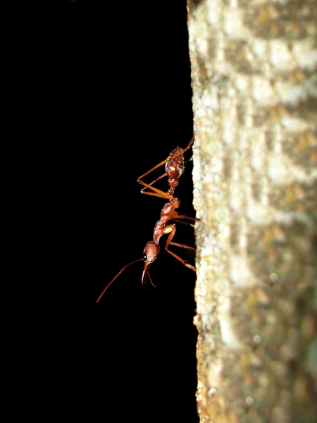 巨大なブルドッグ蟻 (キバハリアリ brevinoda) — ストック写真
