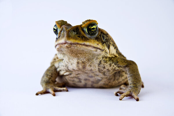 Cane toad (Bufos marinus)