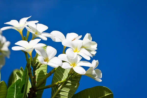 stock image White Frangipani flowers