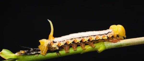 美しいホークスの蛾の毛虫 — ストック写真