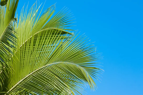 Palm tree fronds — Stock Photo, Image