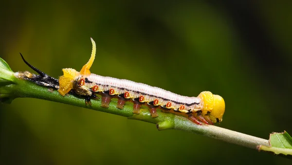 Gyönyörű hawks moly caterpillar — Stock Fotó