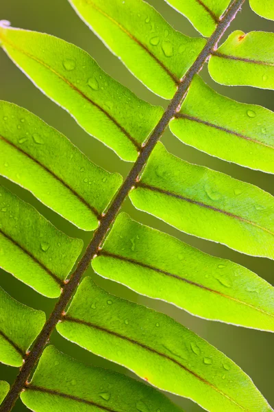 Όμορφο καταπράσινο φτέρη φύλλο — Φωτογραφία Αρχείου