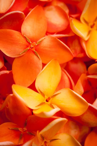 Macro de belas flores vibrantes de Ixora — Fotografia de Stock