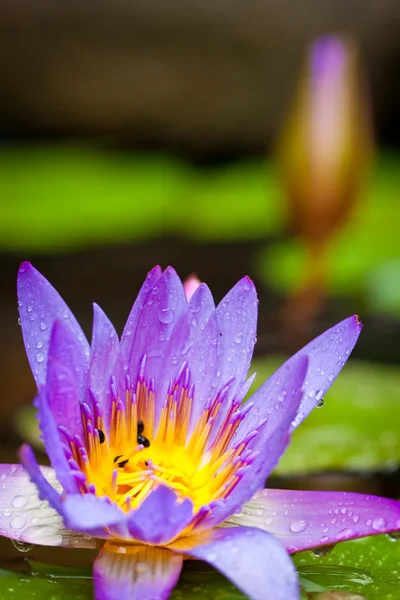 Güzel, lotus çiçeği veya bir havuzda nilüfer — Stok fotoğraf