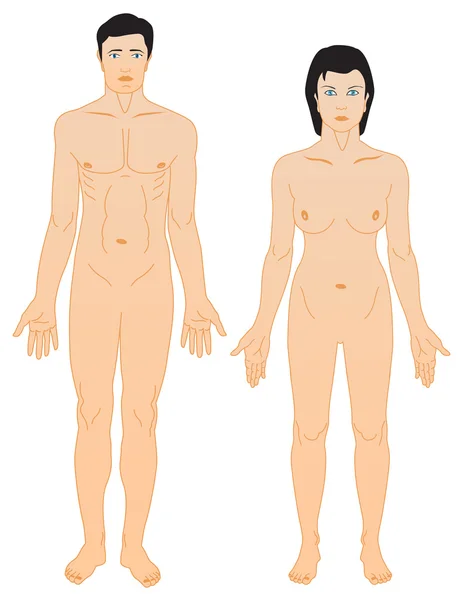 Adam bir kadının anatomisi — Stok Vektör
