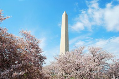 Washington DC Monument ,and Cherry Blossom clipart