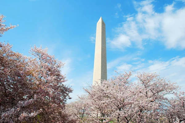 华盛顿 dc 纪念碑和樱花 — 图库照片