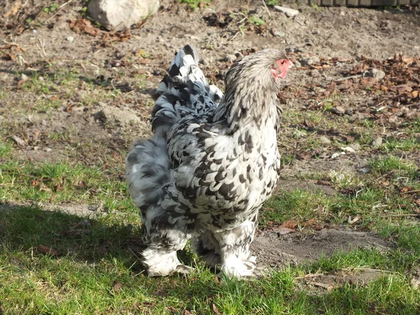 행복 한 닭 살 자유 국가 — 스톡 사진