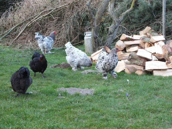 Glückliche Hühner leben freies Land — Stockfoto