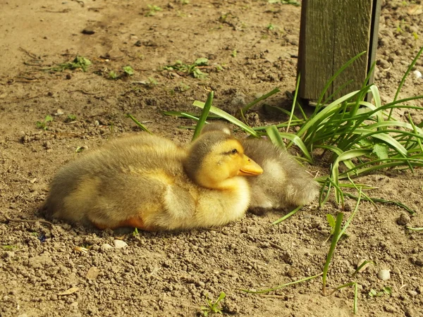 Ein weinendes neugeborenes Entenbaby öffnet den Schnabel — Stockfoto