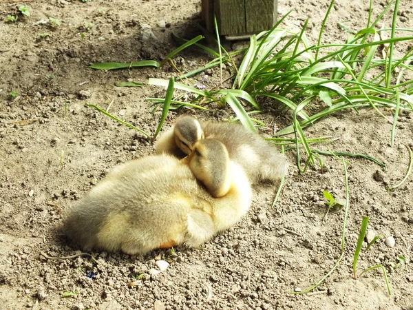Un bec de canard nouveau-né qui pleure ouvert — Photo